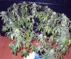 cl_1_08_13_2008_3.jpg