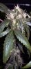 cl_1_08_13_2008_4.jpg