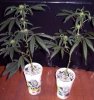 clones_11_daysflower.jpg