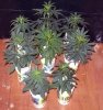 new_batch_3daysflower.jpg