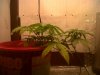 IMG00052-20120219-1624.jpg