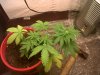 IMG00053-20120219-1624.jpg