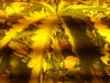 new ladies 001.jpg