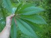 mandala leaf.jpg