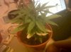 Cotton Candy Kush.jpg Cotton Candy Kush.jpg