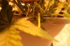 IMG_0592.jpg IMG_0592.jpg