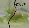 cut.jpg