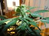 DSC08976.jpg