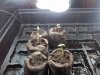 DAY 3 FROM SEED (2).jpg