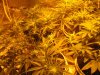 Grow 011.jpg