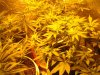 Grow 021.jpg