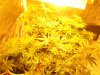 Grow 033.jpg