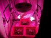 Week 2 Grow Room.jpg