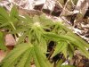 kush.jpg