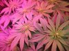 bb lst 5.jpg bb lst 5.jpg