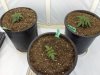 Transplant day1 010.jpg