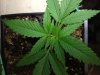 Picture seedlings 3 009.jpg