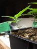 Picture seedlings 3 024.jpg
