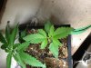 Picture seedlings 3 023.jpg