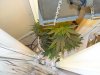 DSC04212.jpg