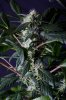 cannabis-gqxjtr1-1860.jpg