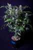 cannabis-gqxjtr1-2160.jpg