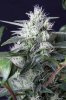 cannabis-gqxjtr1-2161-2.jpg