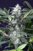 cannabis-gqxjtr1-2161.jpg