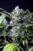 cannabis-gqxjtr1-2221.jpg