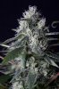 cannabis-gqxjtr1-2223.jpg