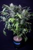 cannabis-gqxjtr1-2372.jpg