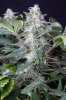 cannabis-gqxjtr1-2374.jpg