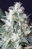 cannabis-gqxjtr1-2376.jpg