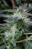 cannabis-gqxjtr2-2165-2.jpg