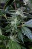 cannabis-gqxjtr2-2165.jpg