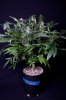 cannabis-gqxjtr2-2225.jpg