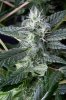 cannabis-gqxjtr2-2228.jpg