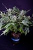 cannabis-gqxjtr2-2379.jpg
