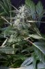 cannabis-gqxjtr2-2380.jpg