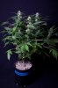 cannabis-gqxjtr4-2168.jpg