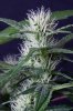cannabis-gqxjtr4-2171-2.jpg