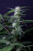 cannabis-gqxjtr4-2171.jpg