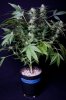 cannabis-gqxjtr4-2230.jpg