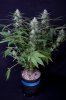 cannabis-gqxjtr4-2382.jpg