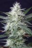 cannabis-gqxjtr4-2385.jpg