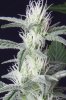 cannabis-timewreck1-2129-2.jpg