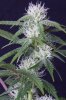 cannabis-timewreck5-2141-2.jpg