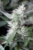 cannabis-timewreck2-2262.jpg