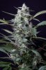 cannabis-timewreck4-2265.jpg