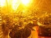 Grow 086.jpg